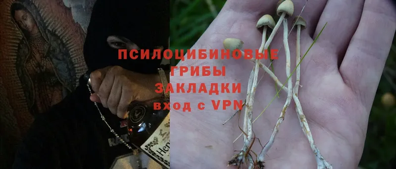 Галлюциногенные грибы Psilocybine cubensis  купить  сайты  Невельск 